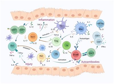 Subpopulation dynamics of T and B lymphocytes in Sjögren’s syndrome: implications for disease activity and treatment